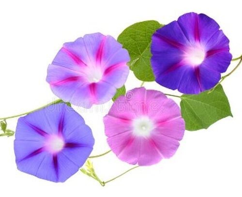 10 Morning GLORY Multi Color Flower Seeds Ascends up Trellis Fragrant Flower