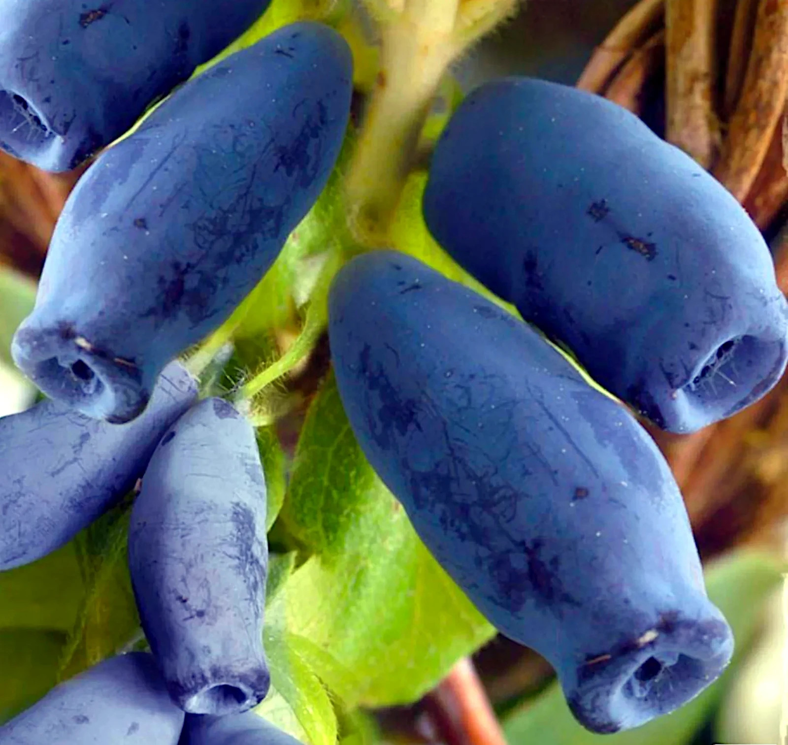 Honeyberry Seeds (Lonicera caerulea) Blue Honeysuckle Fruit Shrub Zone 2 Hardy