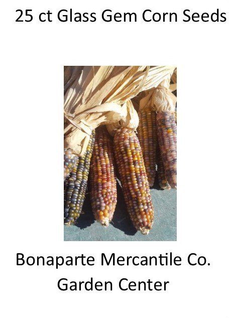 25+ count glass gem Ornamental corn Heirloom Seed Beautiful Autumn Non-GMO
