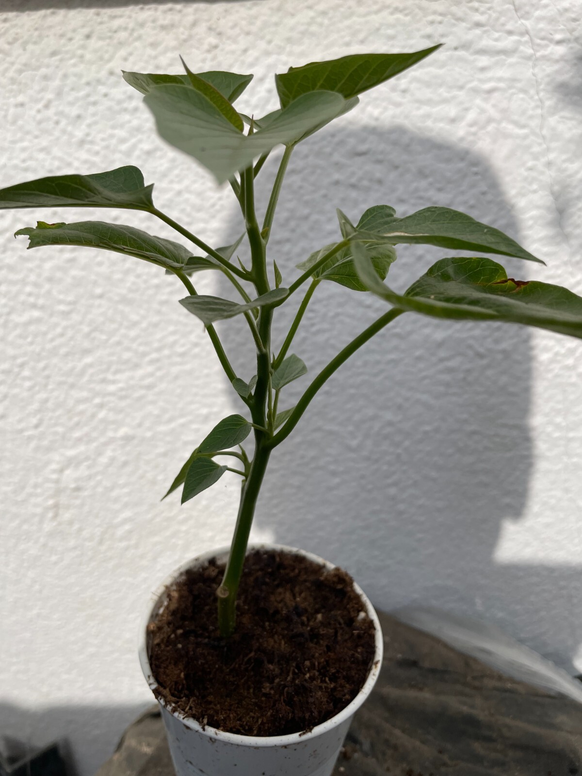 20 Edible Sweet Potato Plant Vine, Beauregard Sweet Potato slip Cuttings