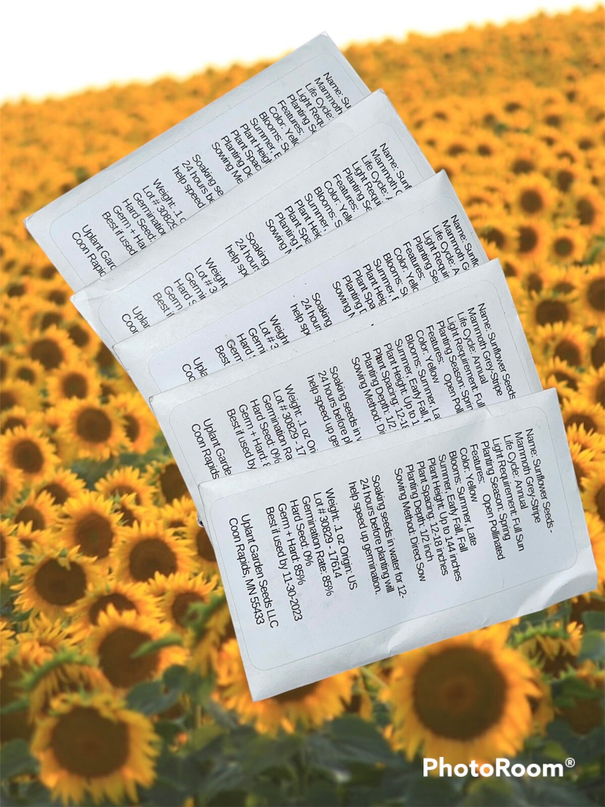 250 Mammoth Grey Stripe Sunflower Seeds RATTLEFREE GARDENS Organic USA Harvested