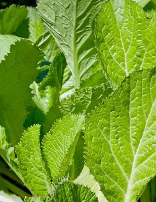600+Florida Broadleaf MUSTARD GREENS Seeds Organic Spring Fall Garden Container