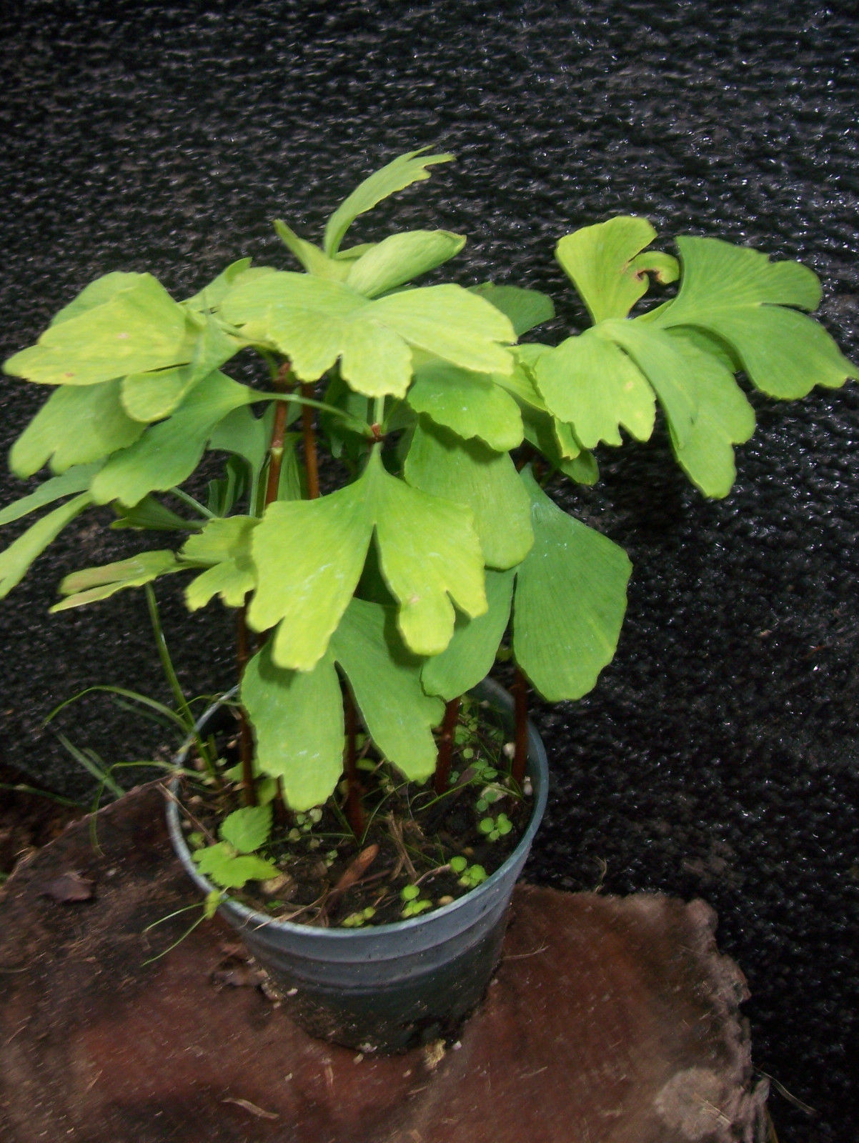 One ginkgo biloba plant 1 yo. Sent with roots wrapped. 4-6 inches tall