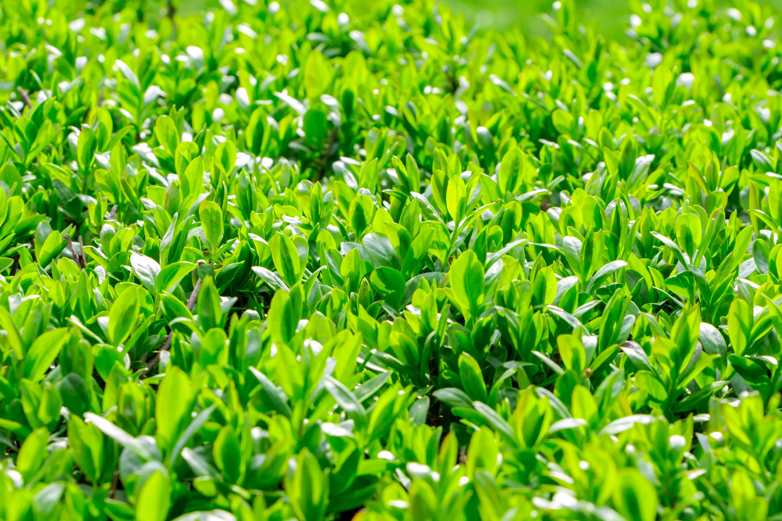 40 LITTLELEAF BOXWOOD Korean Buxus Microphylla Koreana Shrub Seeds