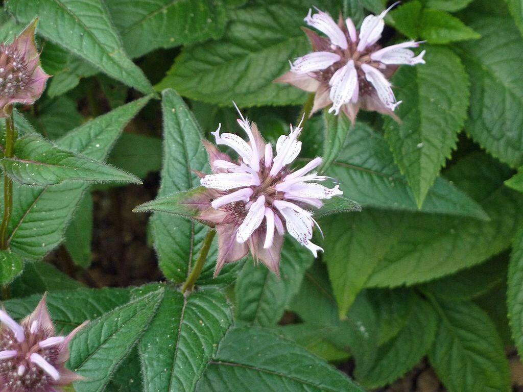 Monarda bradburiana | Horsemint | Bradbury’s Beebalm | 20 Seeds