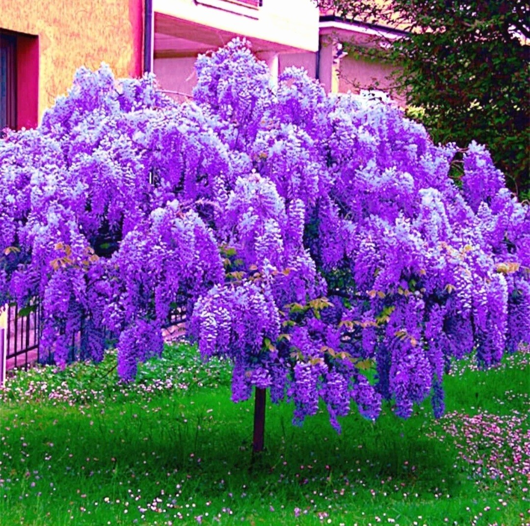 25 Wisteria Seeds Purple Flowers Blue Moon Wisteria Chinese Blue Wisteria