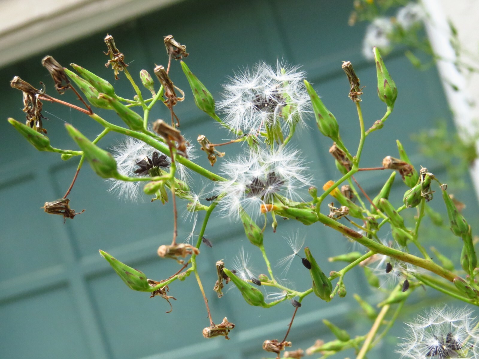 100 Wild/Opium Lettuce Seeds(LactucaVirosa)Medicinal Edible Plant.US grown seeds