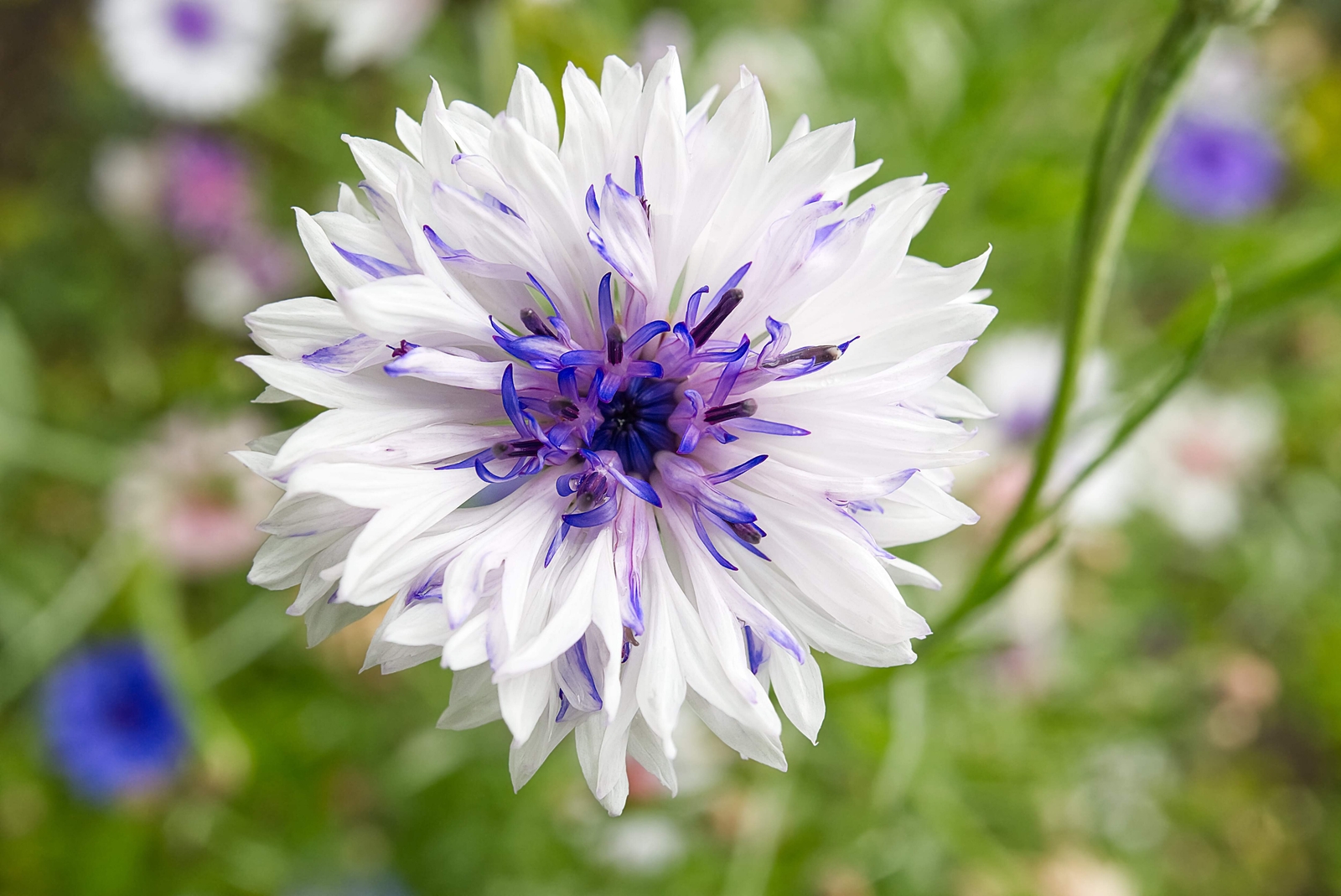 750 White BACHELOR’S BUTTON / CORNFLOWER Centaurea Cyanus Flower Seeds
