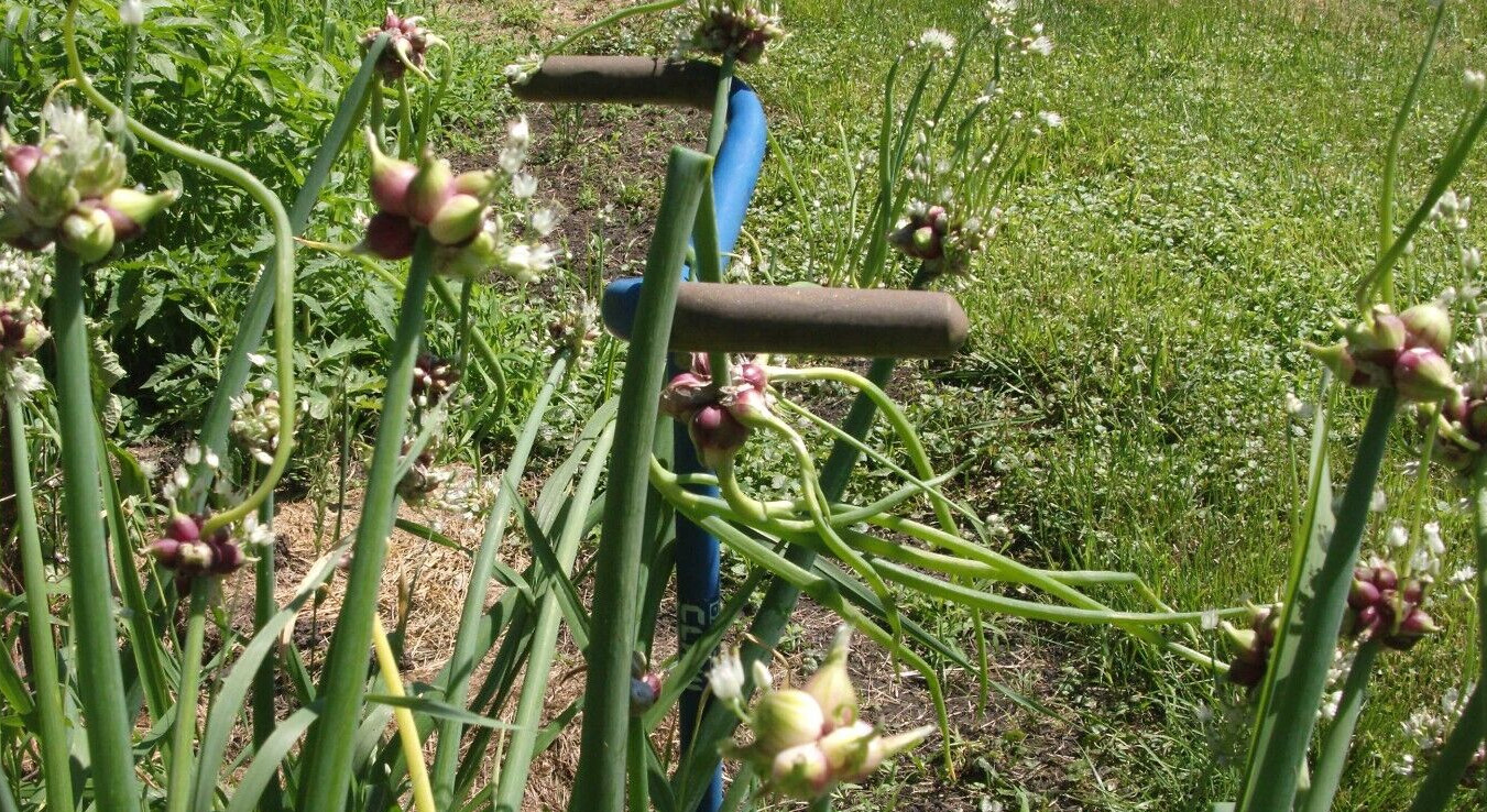 Egyptian Onions Catawissa Winter Walking Topset Spring Sets 12 Planters Jumbo
