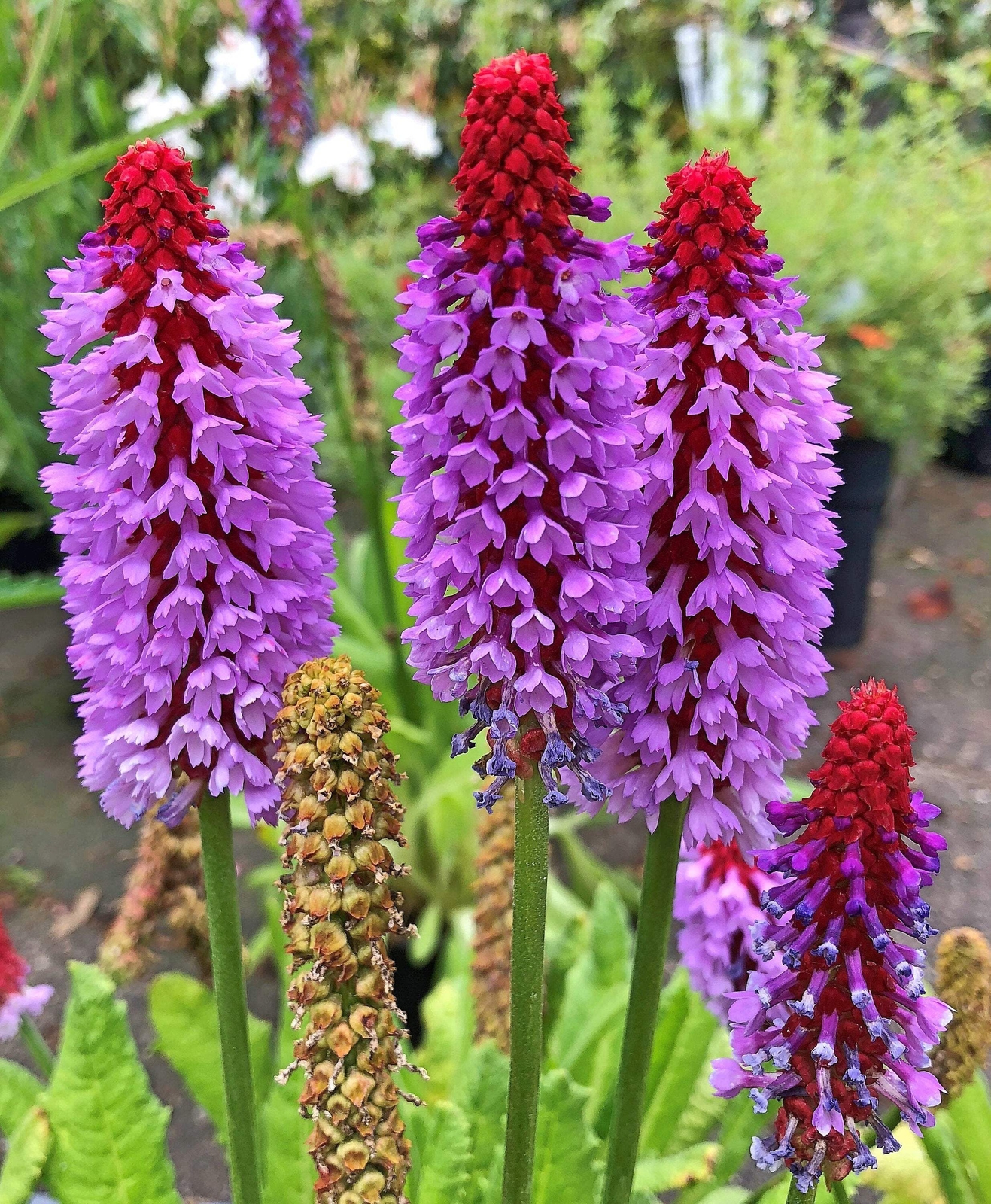 20 ORCHID PRIMROSE Primula Vialii Red Hot Poker Pink Purple Shade Flower Seeds