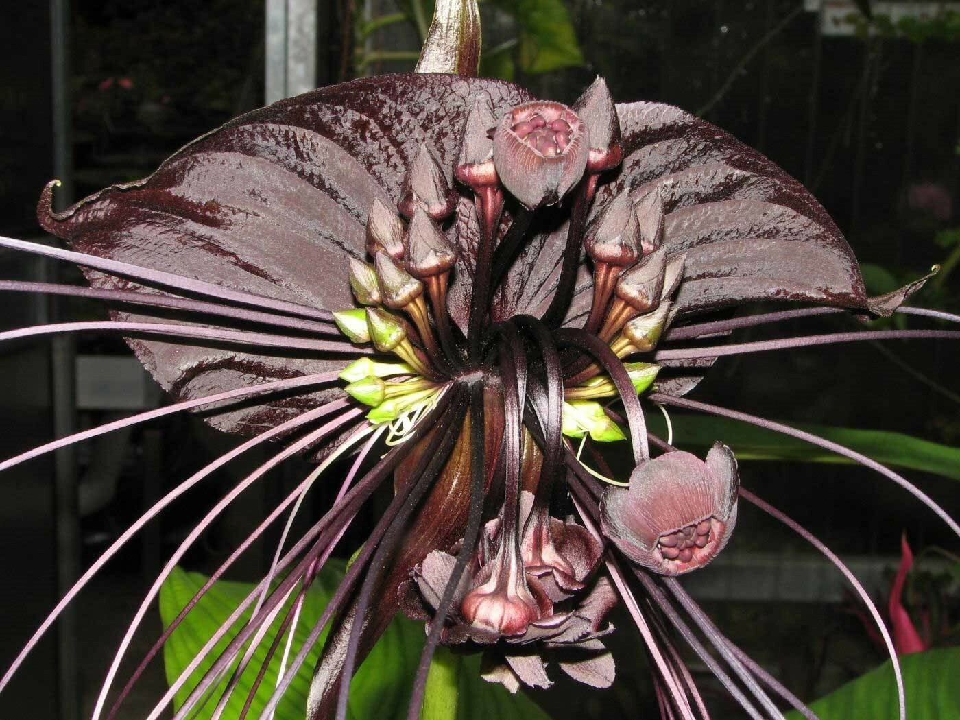 Tacca chantrieri | Bat Flower | Cats Whiskers | Devil Flower | 20_Seeds