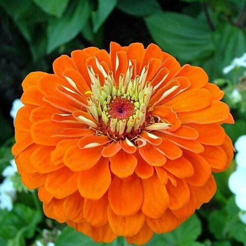 Orange King Zinnia Seeds | Non-GMO | Free Shipping | Seed Store | 1187