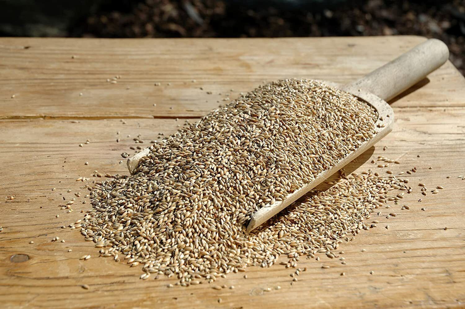 Triticale Seeds for Planting