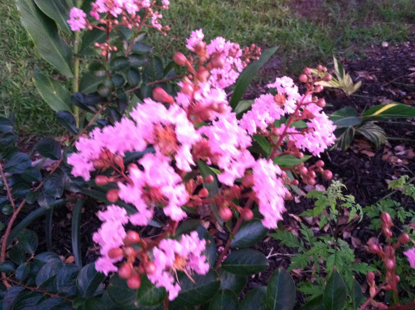 Lagerstroemia Crape Myrtle | Sioux | Soft Pink 10 seeds