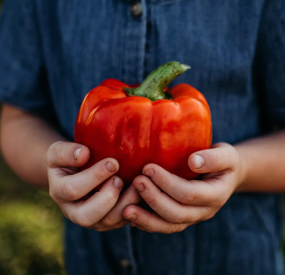 30+ GIANT RED BELL PEPPER SEEDS – SWEET ——- HEIRLOOM – ORGANIC – NON GMO