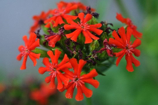 Maltese Scarlett Cross {Lychnis chalcedonica} 50+ seeds Free US Shipping!