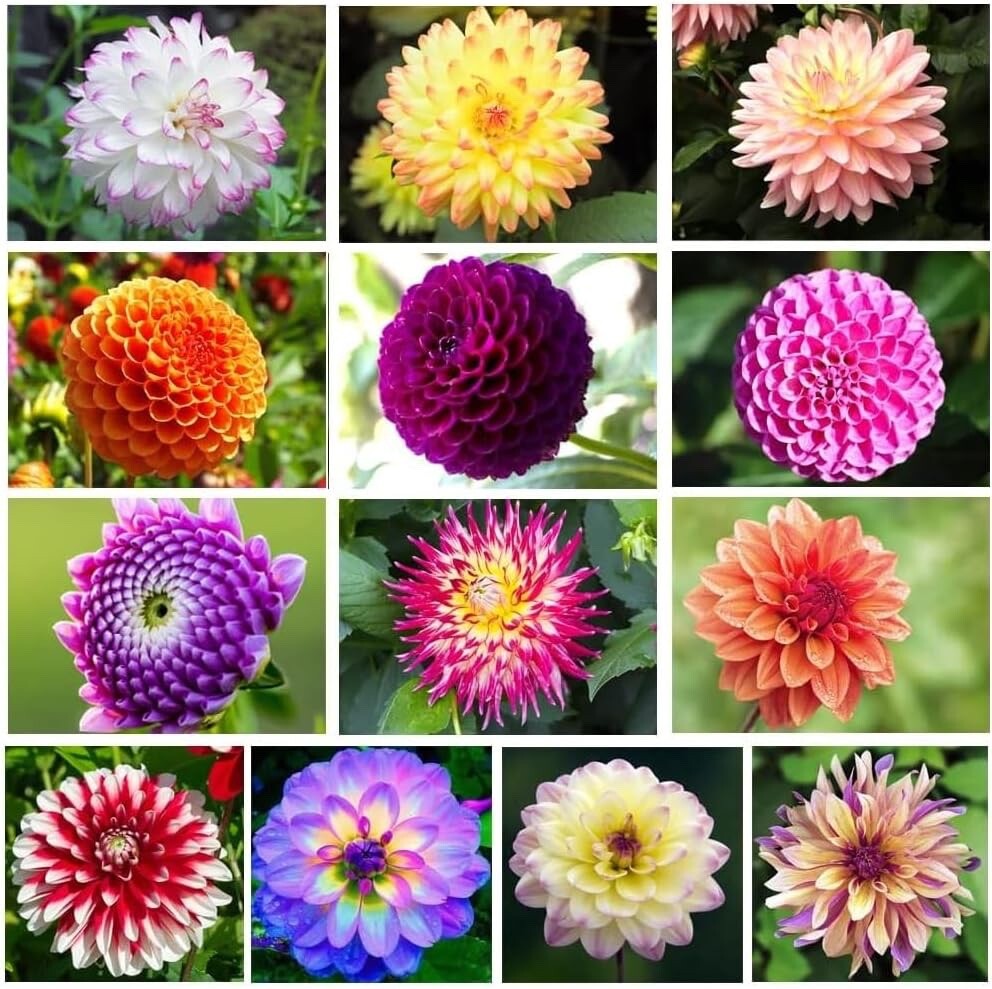 Mixed Dahlia Tubers for Planting – Grow Stunning Perennial Dahlia Flowers