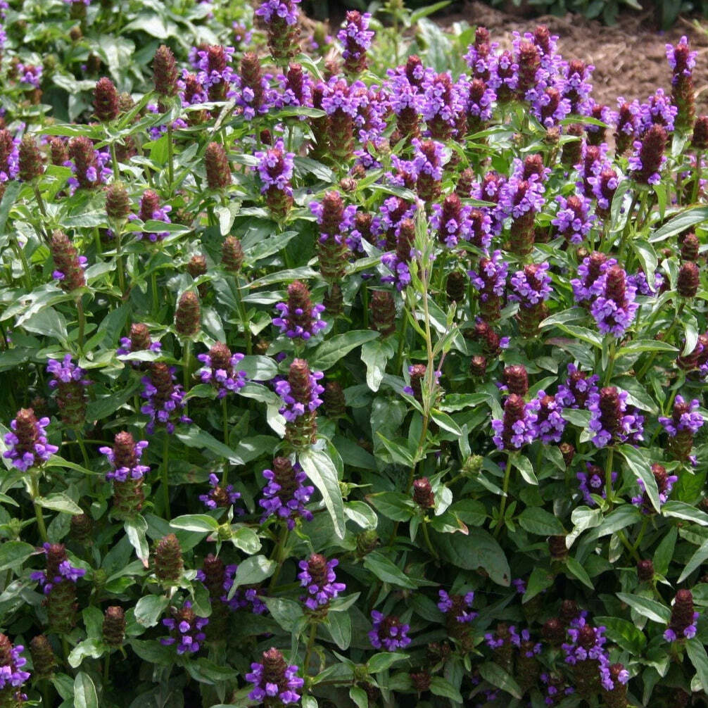 Prunella vulgaris lanceolata LANCELEAF SELF HEAL – Herb Seeds!