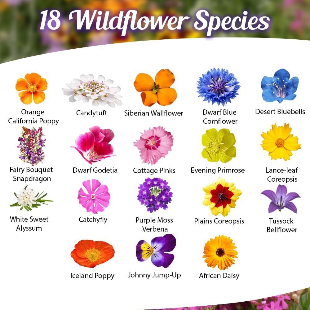 Low Growing Wildflower Seeds Mix – 1Oz, 6-12 Inches Short Flowers – Non-Gmo Natu