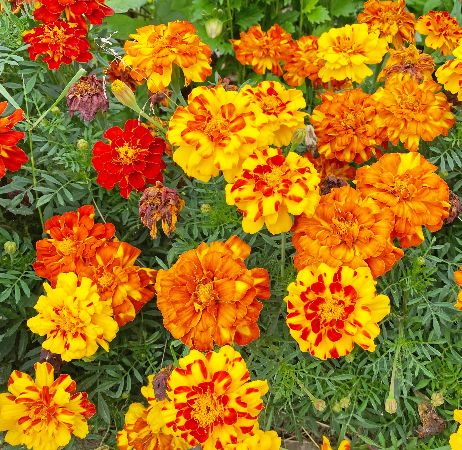 200+ French Marigold – SPARKY MIX – Heirloom – — FRESH