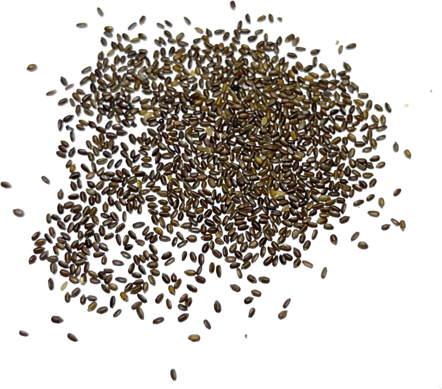 Lemon Mint Heirloom Seeds – Non-GMO, Medicinal & Culinary Herb ,500 Count