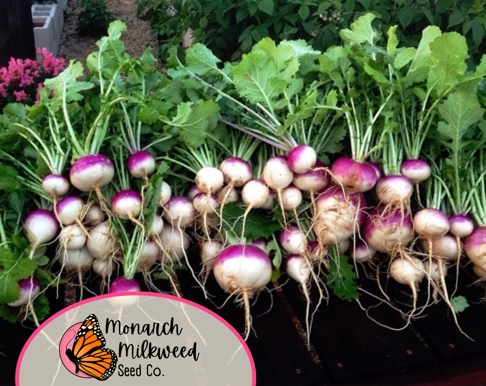 3500+ Turnip Seeds ‘Purple Top White Globe’ | Heirloom, Non-GMO, Gardening Seed