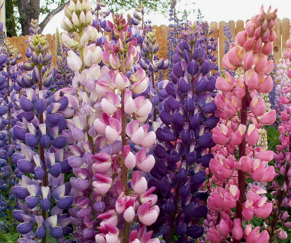 150 Russell Lupine Flower Seeds Lupinus polyphyllus Perennial