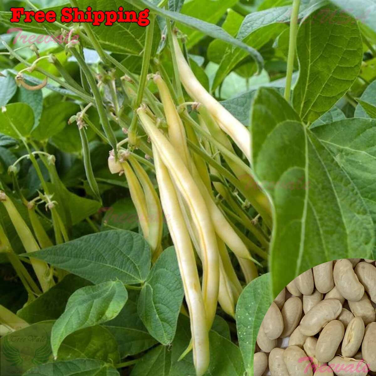 Gold Rush Wax Bush Bean Seeds | Wax Bean, Yellow Bean, Gold Rush Seeds