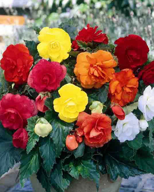 Mixed Double Begonias – 9 tubers