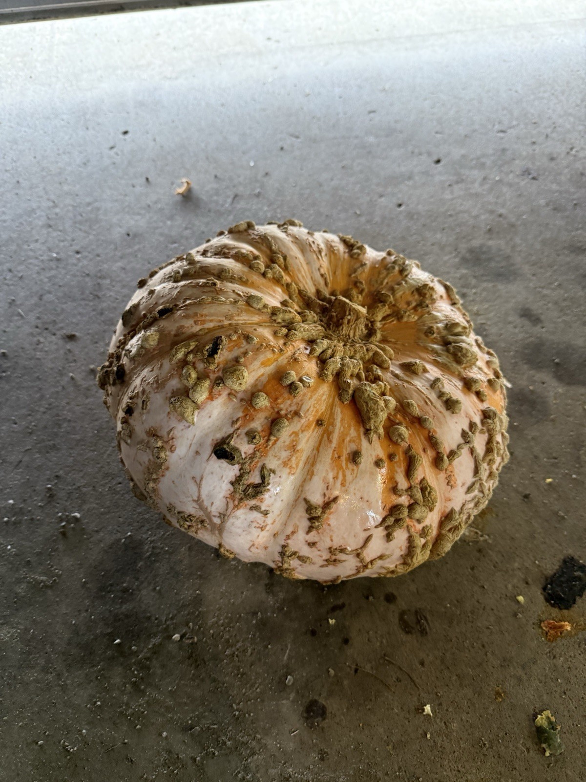Seeds #8: Large Peanut Pumpkin. Orange/Cream. Unique Seeds (10 ct)