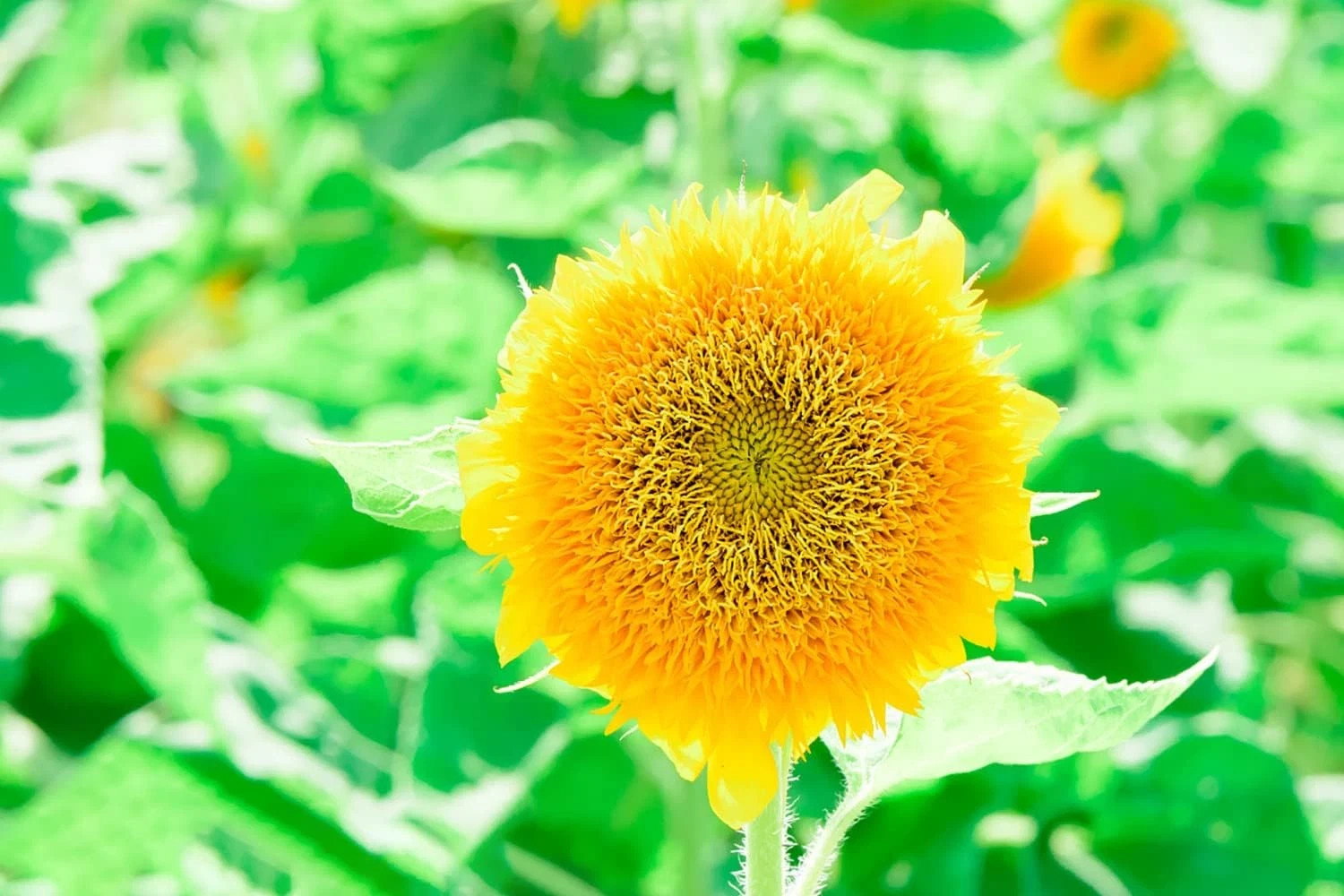1000+ Sunflower Seeds for Planting Heirloom Non-Gmo, Bulk Package of 15 Varietie