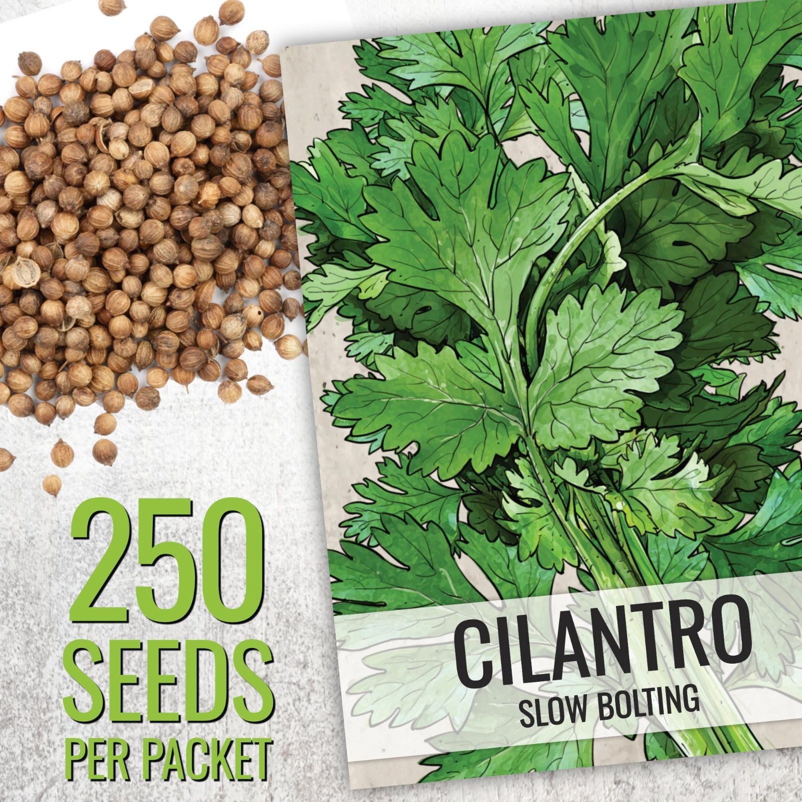Coriander Seeds for Planting – Non-GMO Heirloom Cilantro & Culantro Herb Seeds,