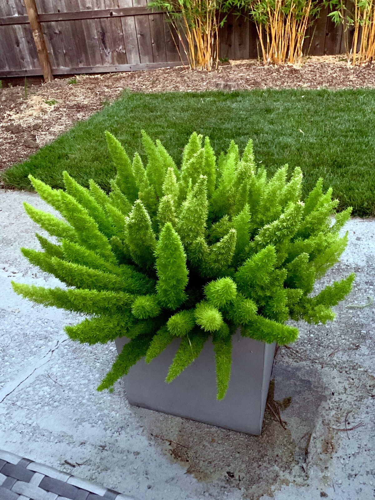 100 ASPARAGUS FOXTAIL FERN Seeds Myers Houseplant Tropical Flower Garden RARE!