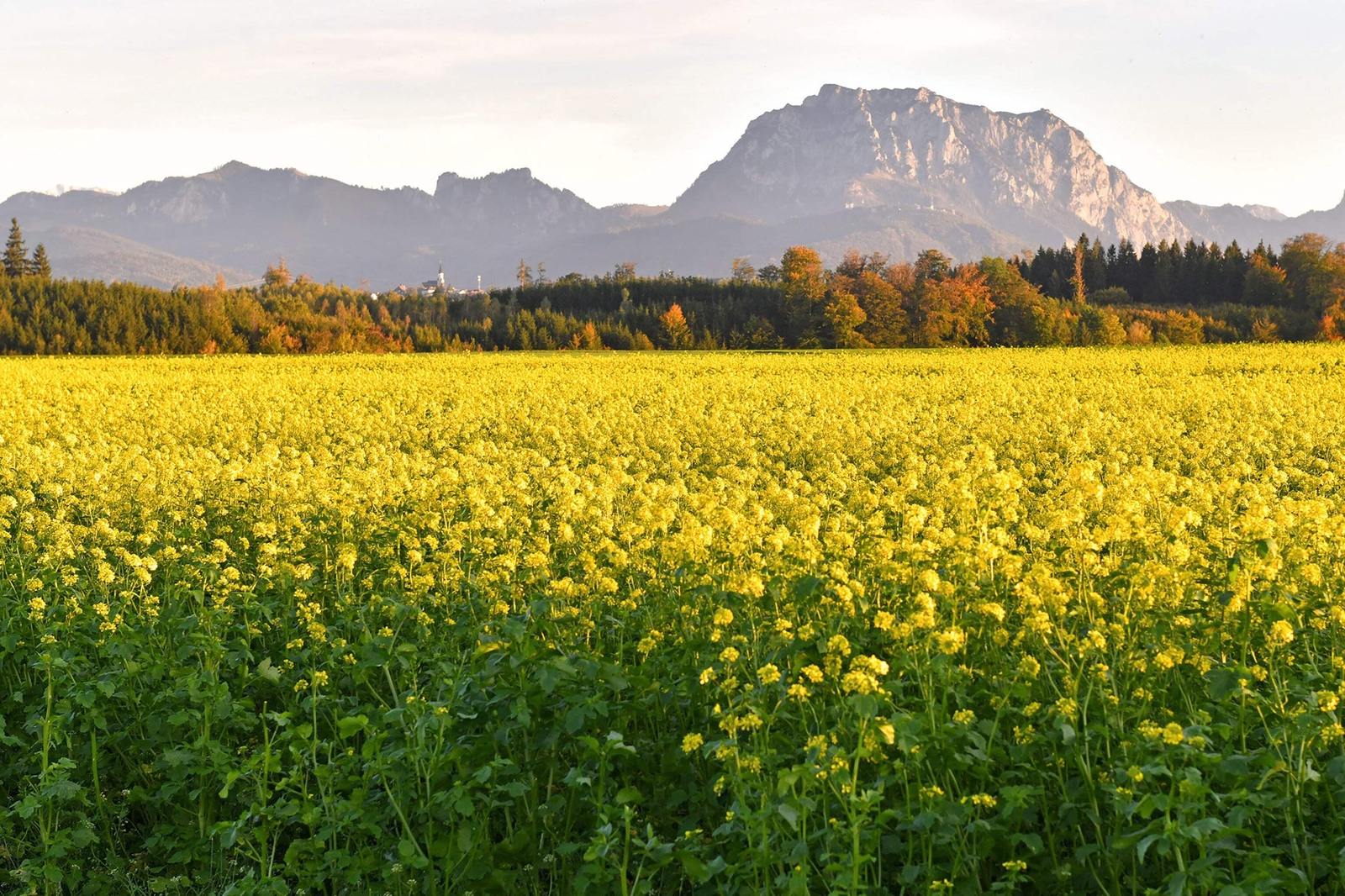 1000 BROWN MUSTARD Brassica Juncea Vegetable Herb Seeds *Flat S/H