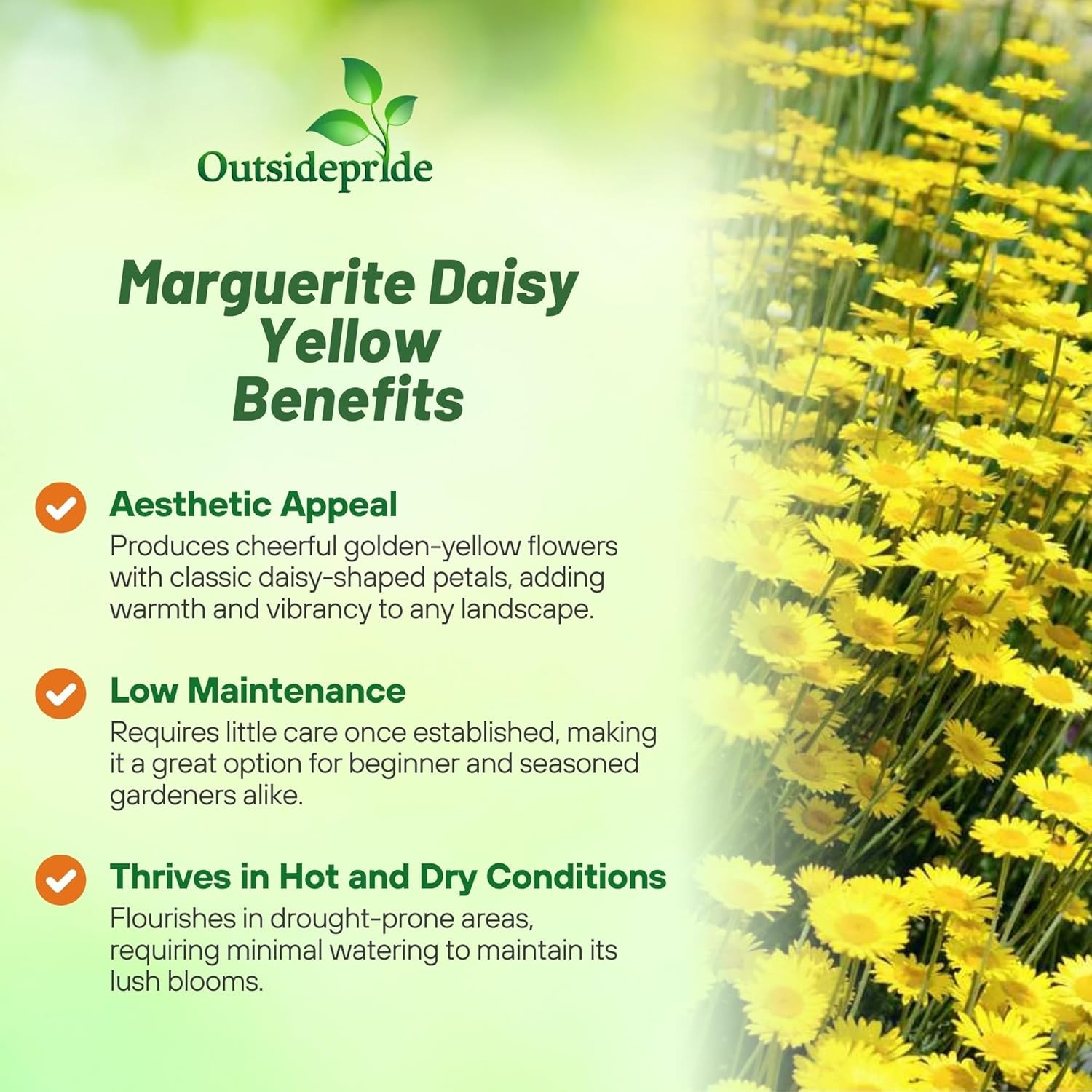 10000 Seeds Golden Marguerite Daisy Drought Tolerant Anthemis Tinctoria