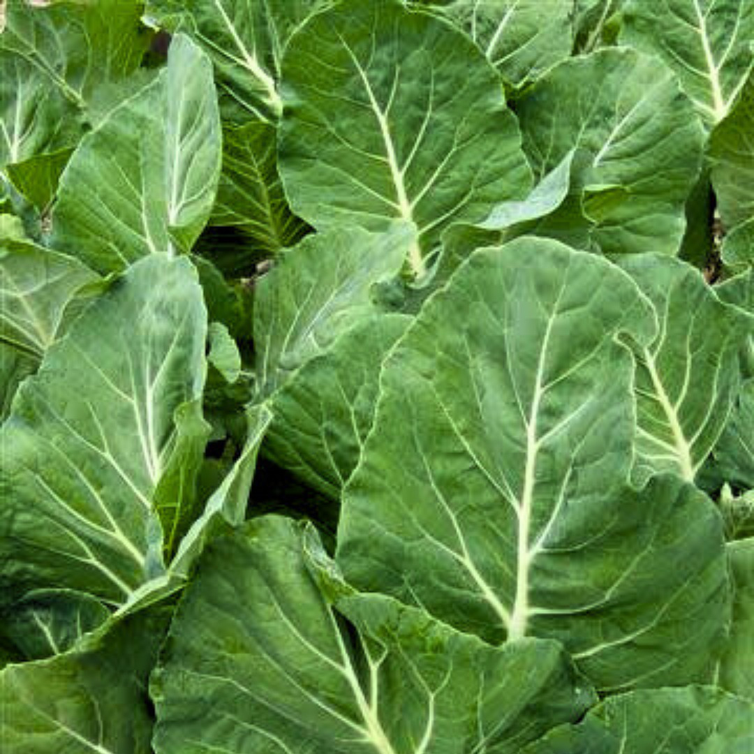 Portuguese Kale Seeds | Heirloom Non-GMO | Fresh Vegetable Seeds | Rare Seeds