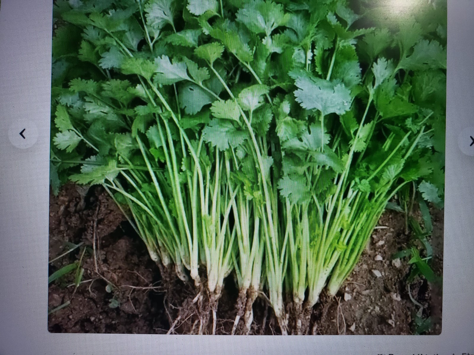 Cilantro Coriander Fast Growing Aromatic Herb 250 seed Free Shipping USA Seller