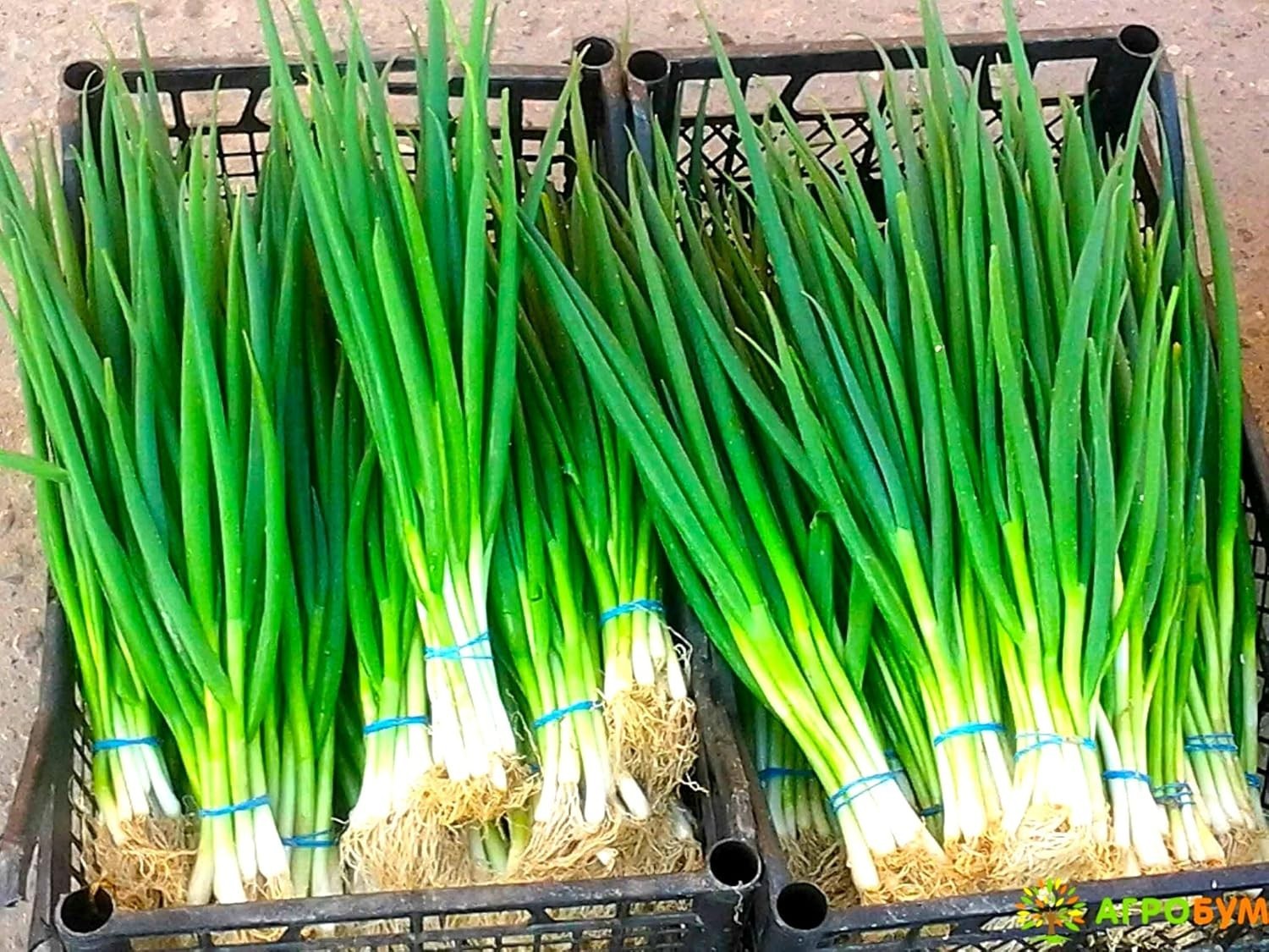 Bunching Green Onion Seeds Scallions About 300 Non-GMO Seeds for Planting