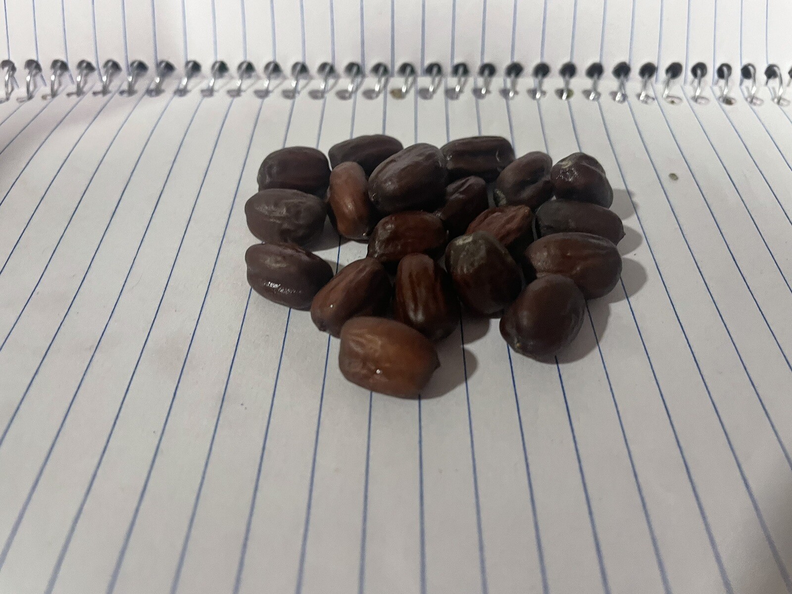 Authentic Superstition Mountain Jojoba Seed 20 count Packs