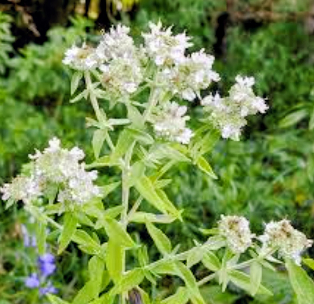 Organic Mountain Mint Seeds, Heirloom, 100 seeds
