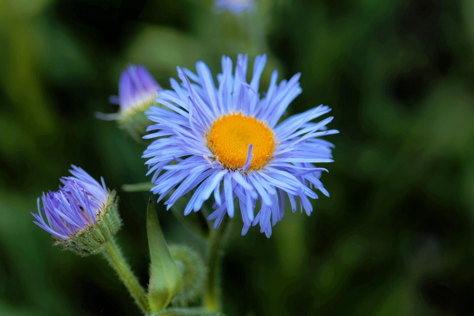 1000 BLUE FLEABANE DAISY (Dainty Aspen Fleabane) Erigeron Speciosus Flower Seeds