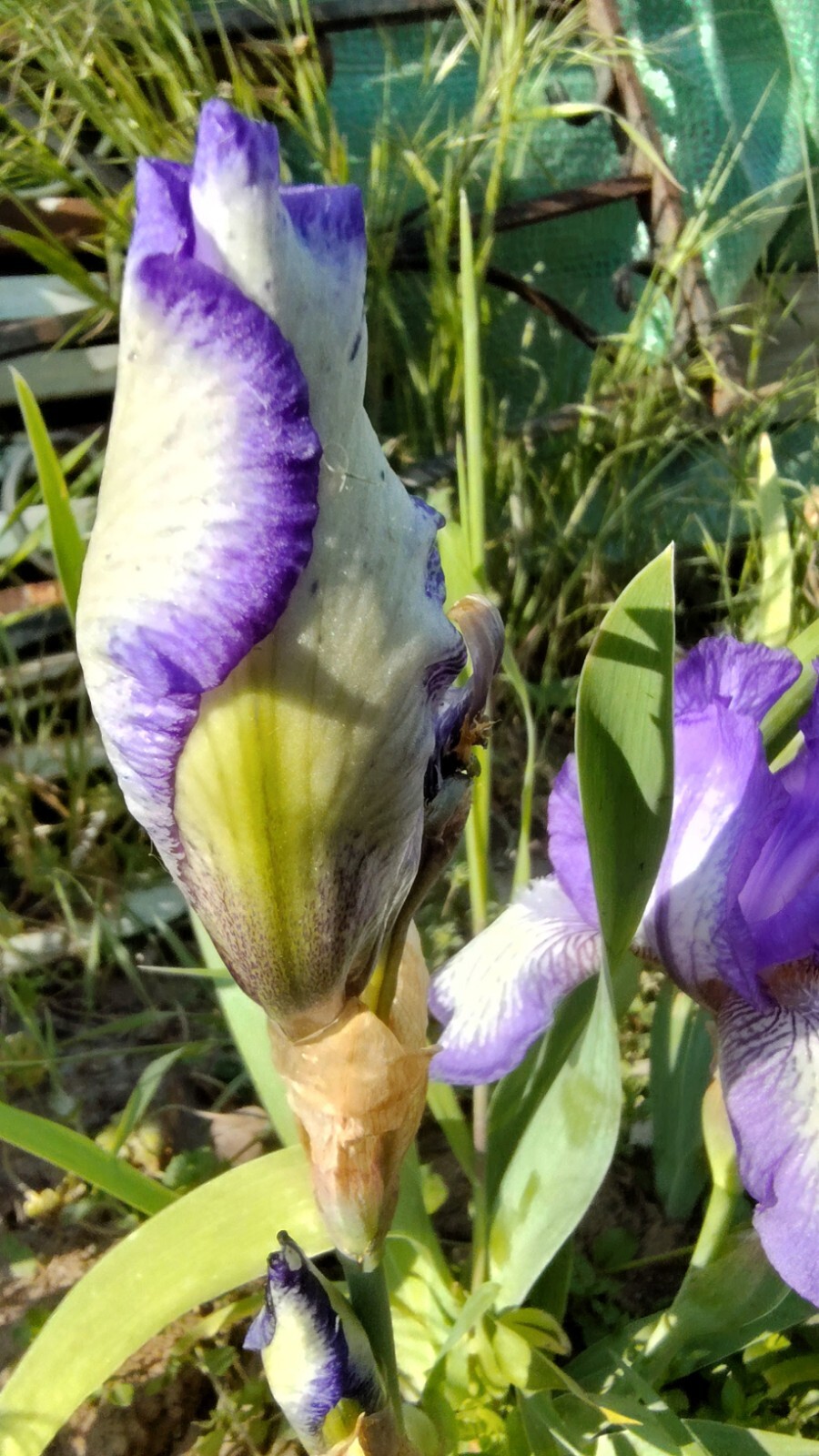 20x MIXED VARIETIES/COLORS BEARDED IRIS Bulbs/Rhizomes FRESH