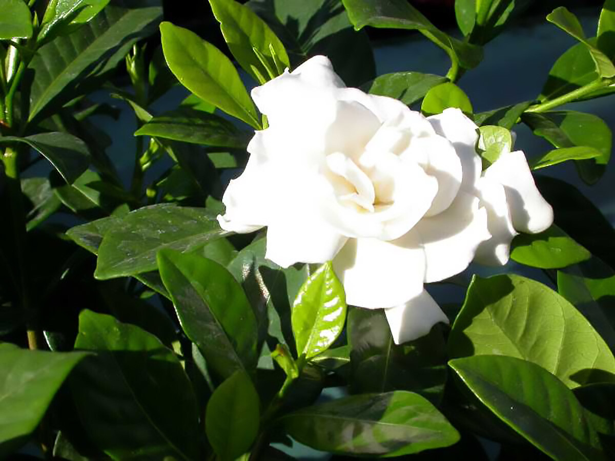 Fragrant Cape Jasmine Shrub, Gardenia jasminoides, Shrub Seeds