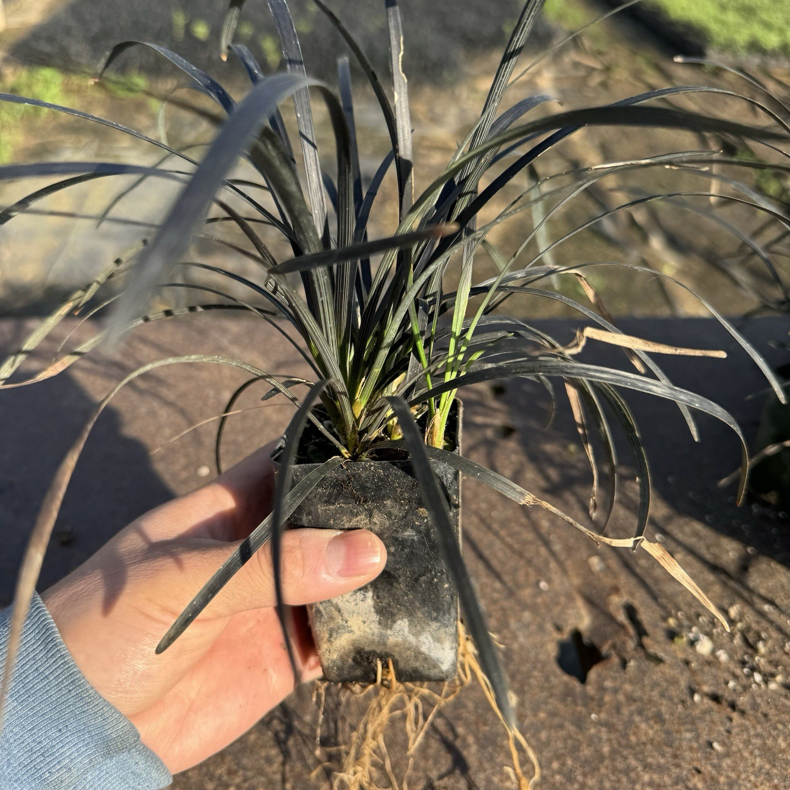 2 IN PACK, Black Mondo Grass, Ophiopogon planiscapus ‘Nigrescens’,TWO LivePlantS