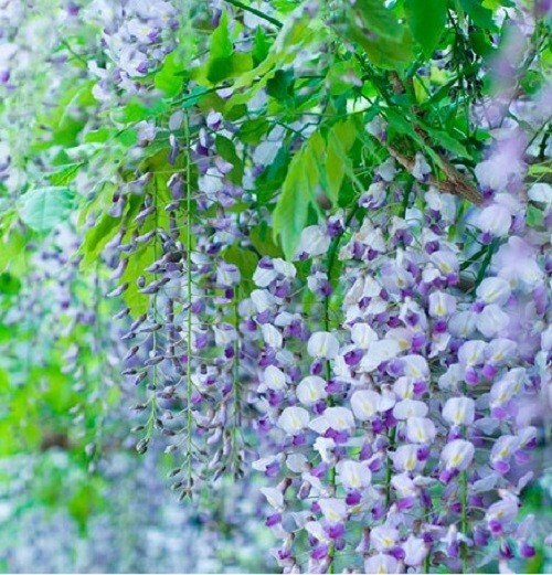 5 Lavendar Wisteria Seeds Vine Climbing Flower Perennial Seed 575 USA SELLER