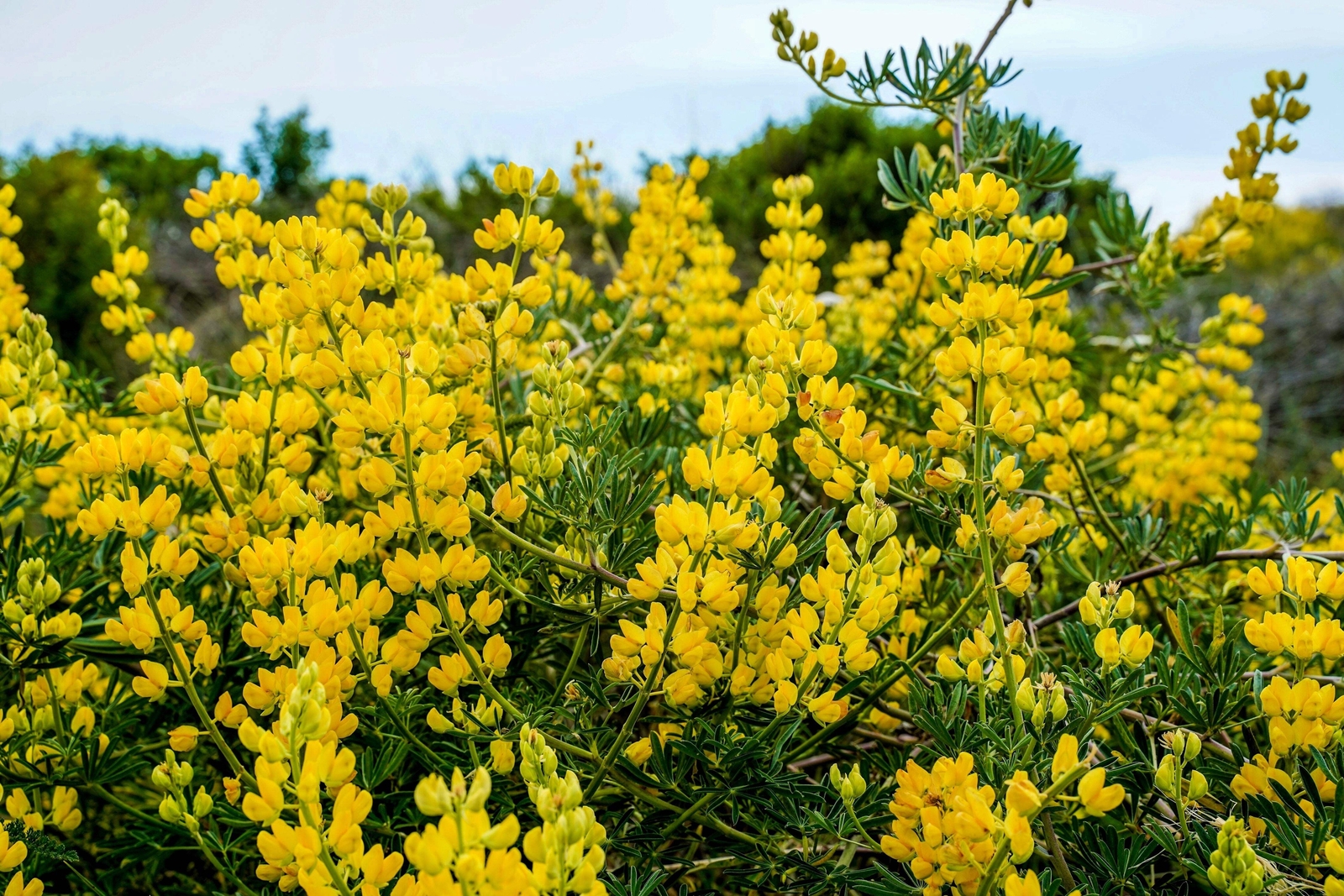 50 GOLDEN LUPINE Lupinus Densiflorus Yellow Hummingbird Flower Seeds *Flat Ship