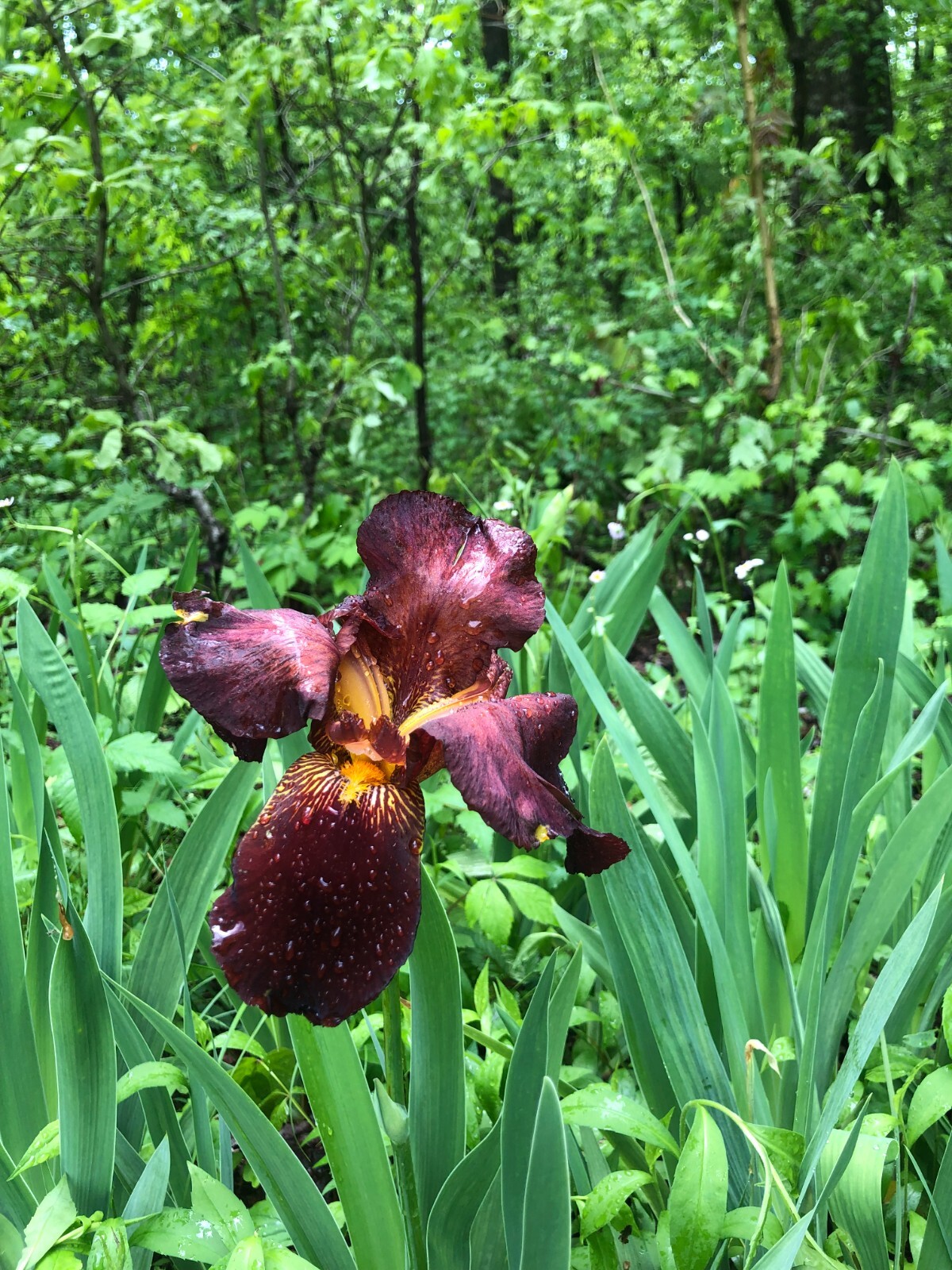 BEARDED IRIS BULB BURGUNDY AND YELLOW SPRING FLOWER (Bonus Gift)