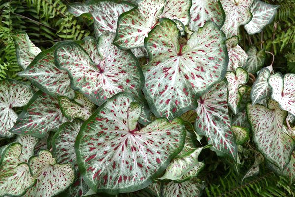 5 Fancy-Leaf CALADIUM Bulbs~GINDERLAND~Green,White w/Red Spots~FREE SHIPPING