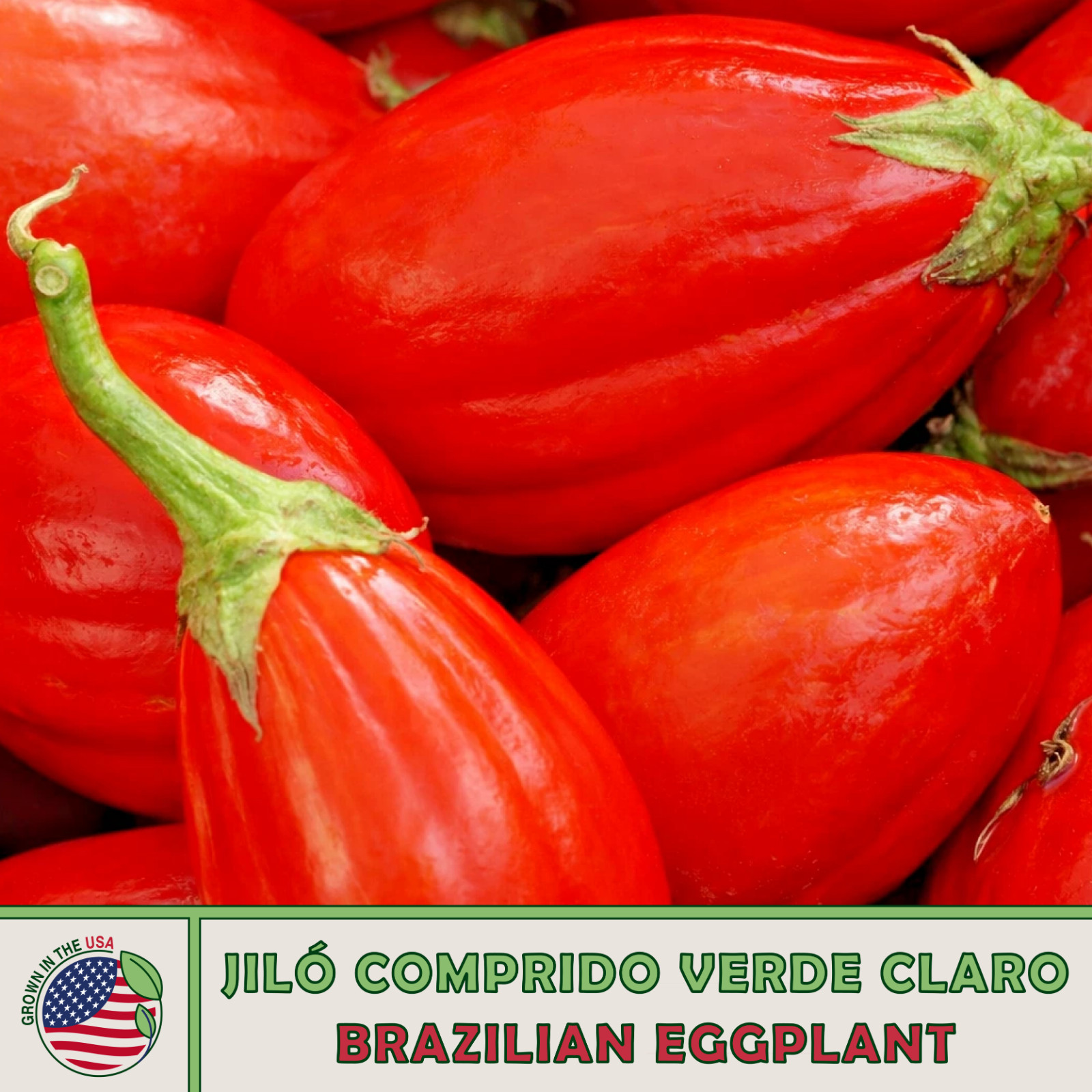 20 Brazilian Eggplant Jilo Comprido Verde Claro Seeds, Heirloom, Non-GMO, USA