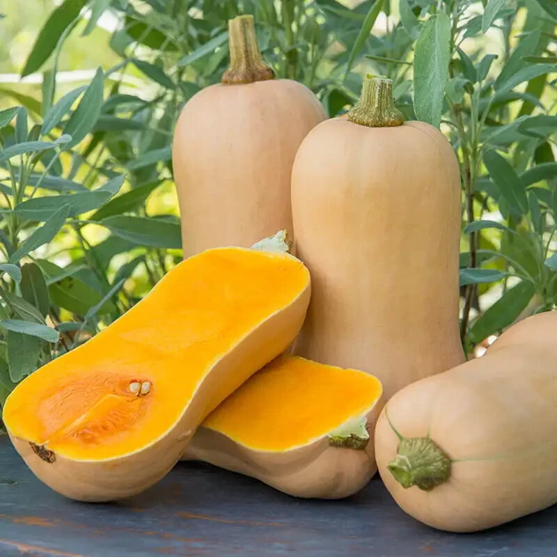 Waltham Butternut Squash 20 Seeds Heirloom Non-GMO